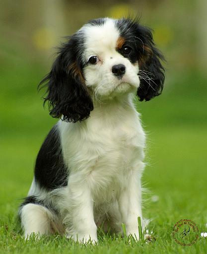 Cavalier King Charles Spaniel 8R91D-25.JPG
